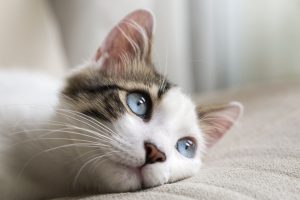 blue eyed cat