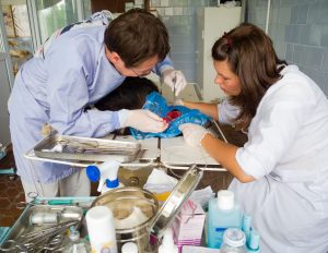 Vet carrying out surgery on a dog