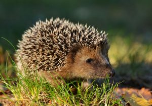 young hedgehog in natural habitat