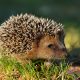 young hedgehog in natural habitat