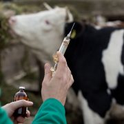 Vet hand holding syringe and bottle on farm with cow in background