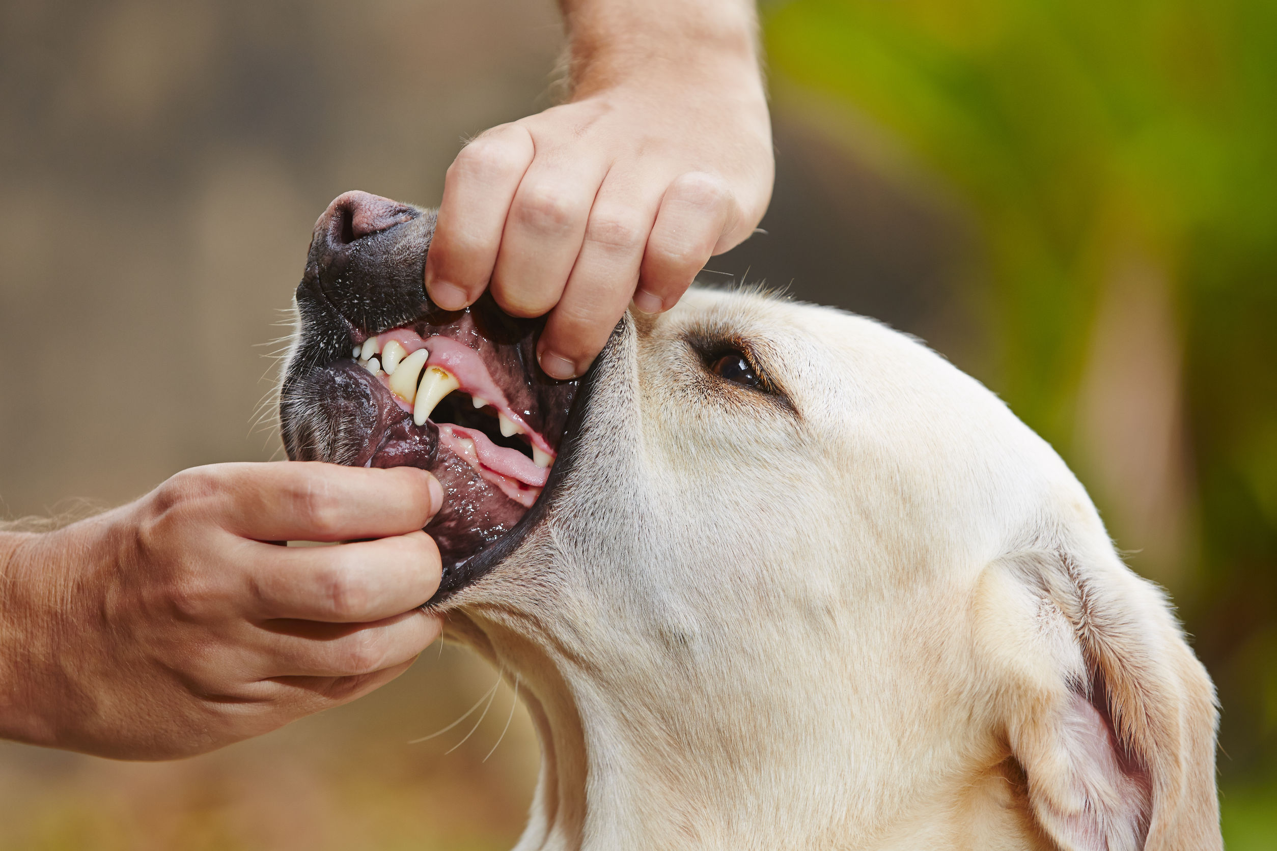 Dental check of teeth yellow labrador retriever