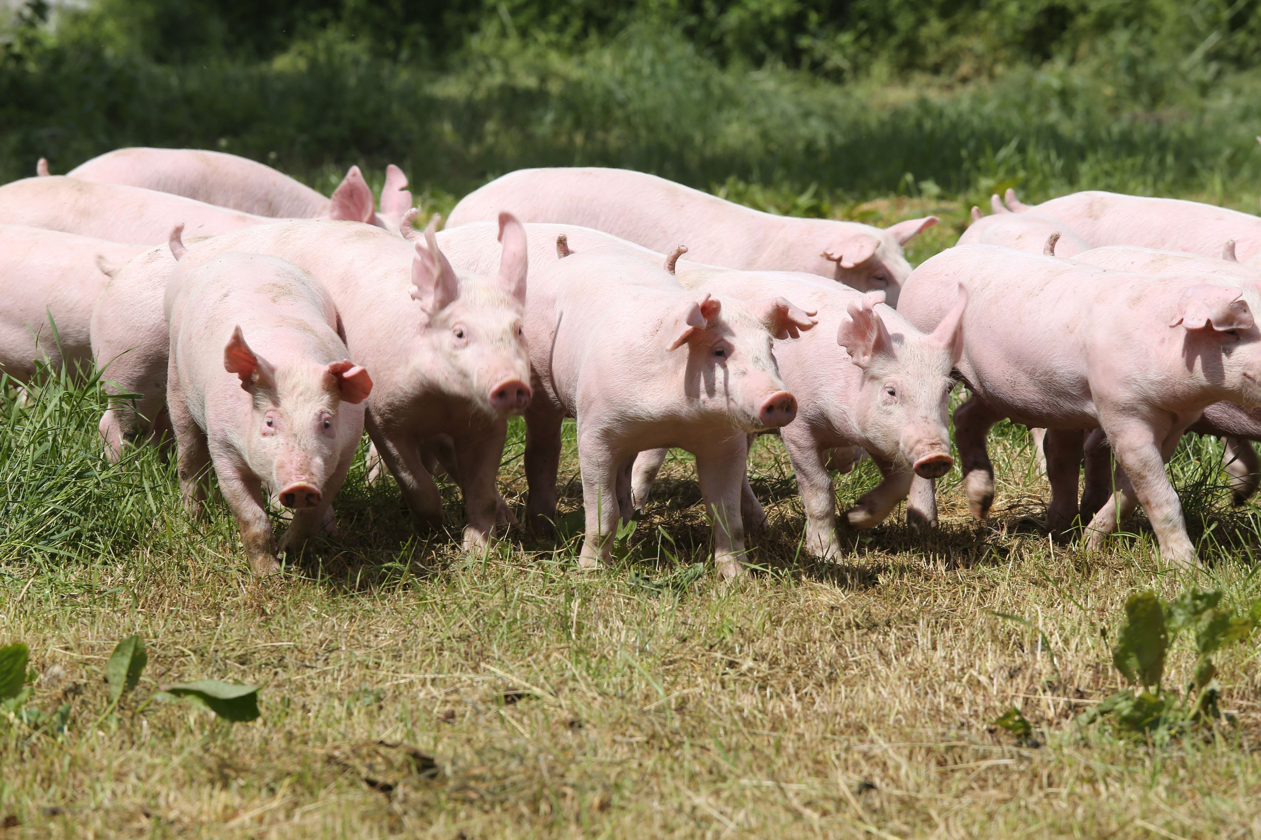 Herd of piglets on animal farm