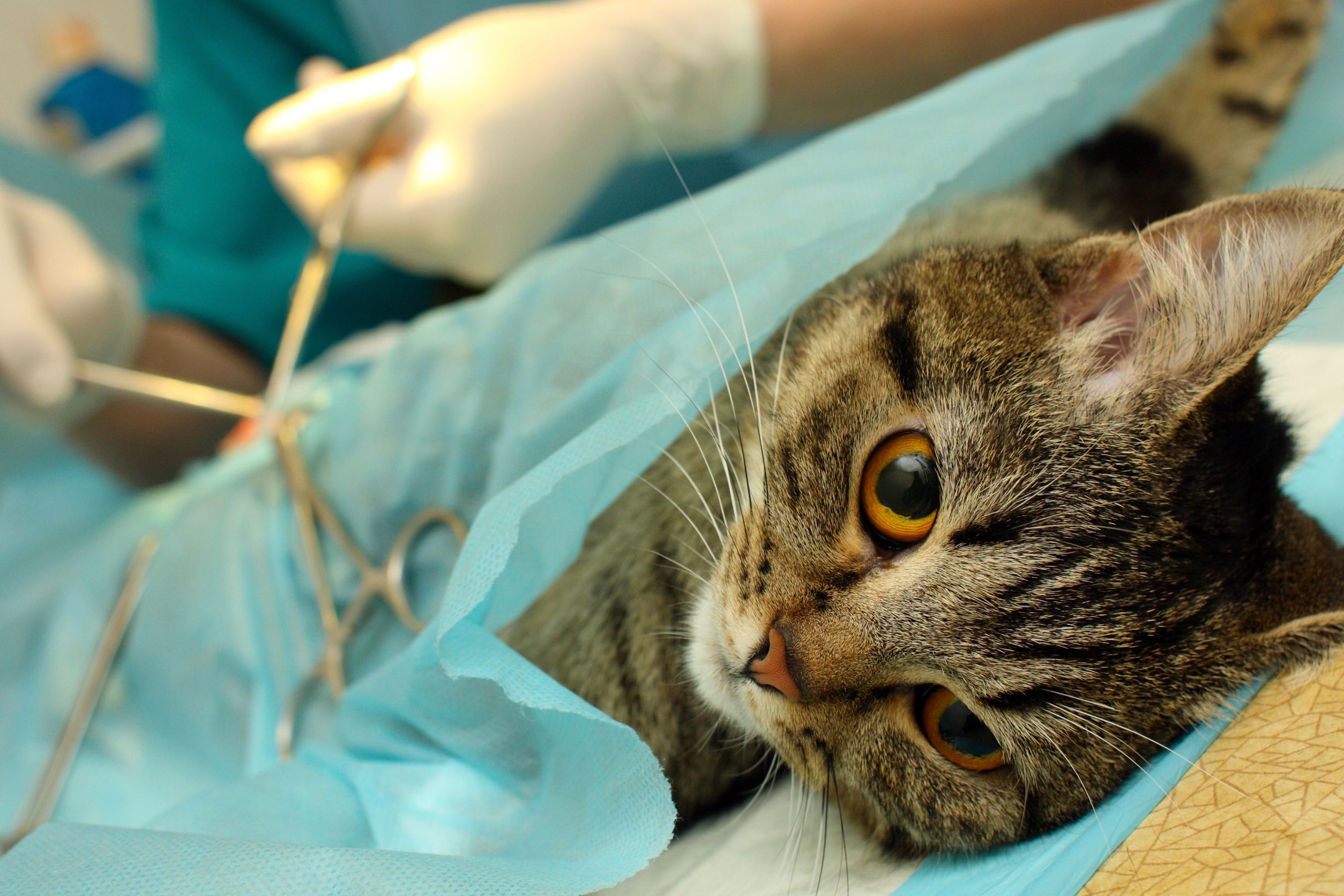 Surgical sterilisation of cat