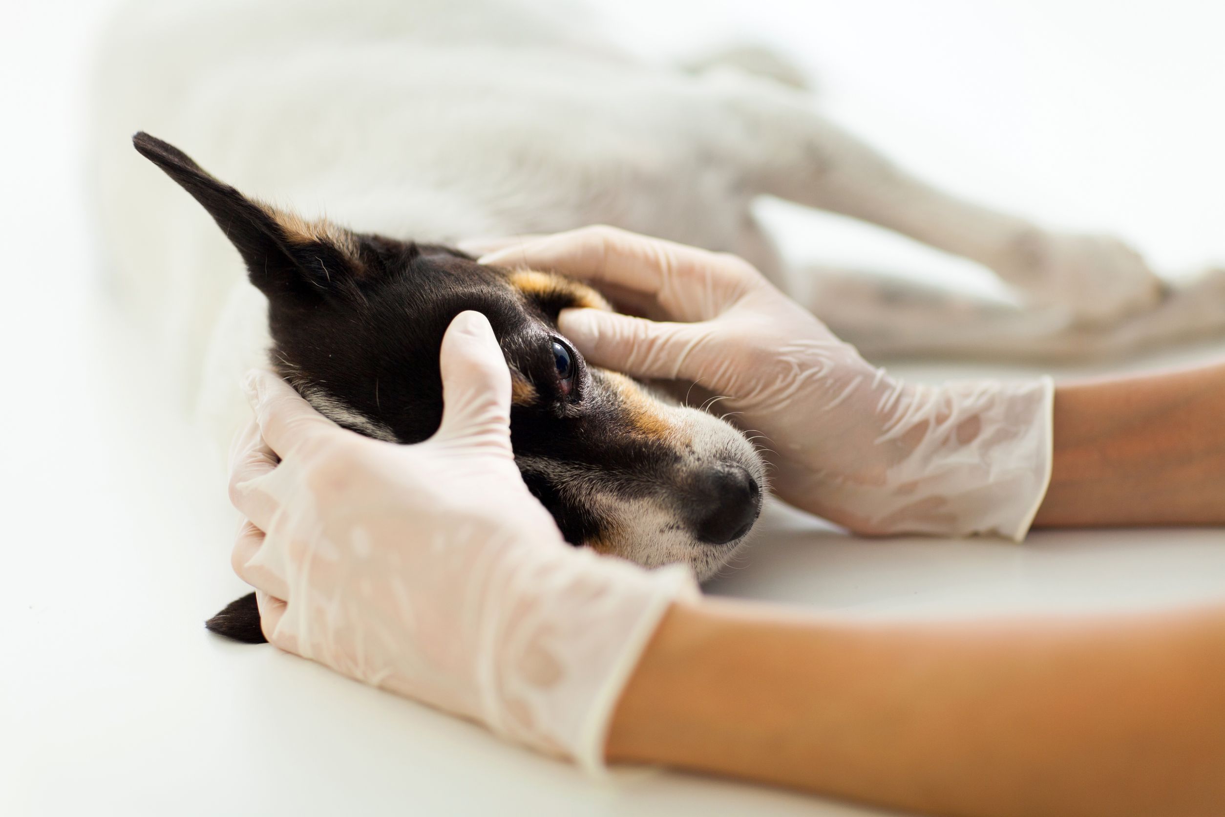 veterinary assistant checking pet dog eye on table