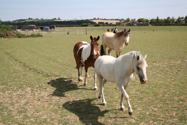 ponies in field