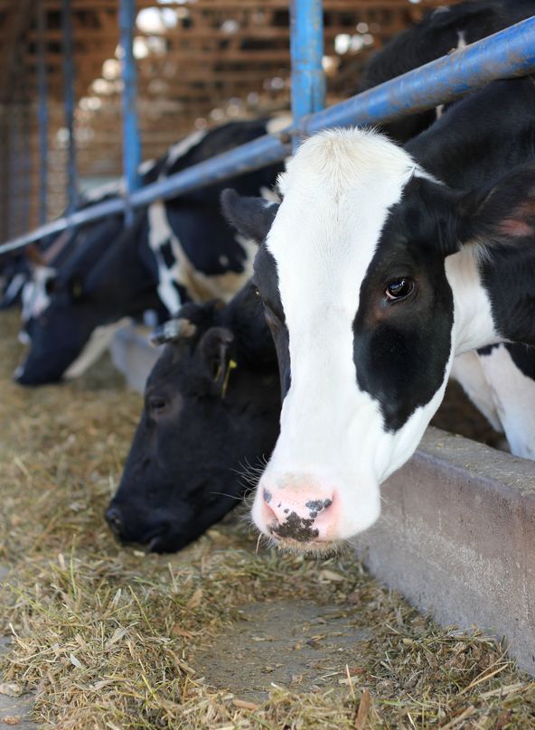 cows on farm