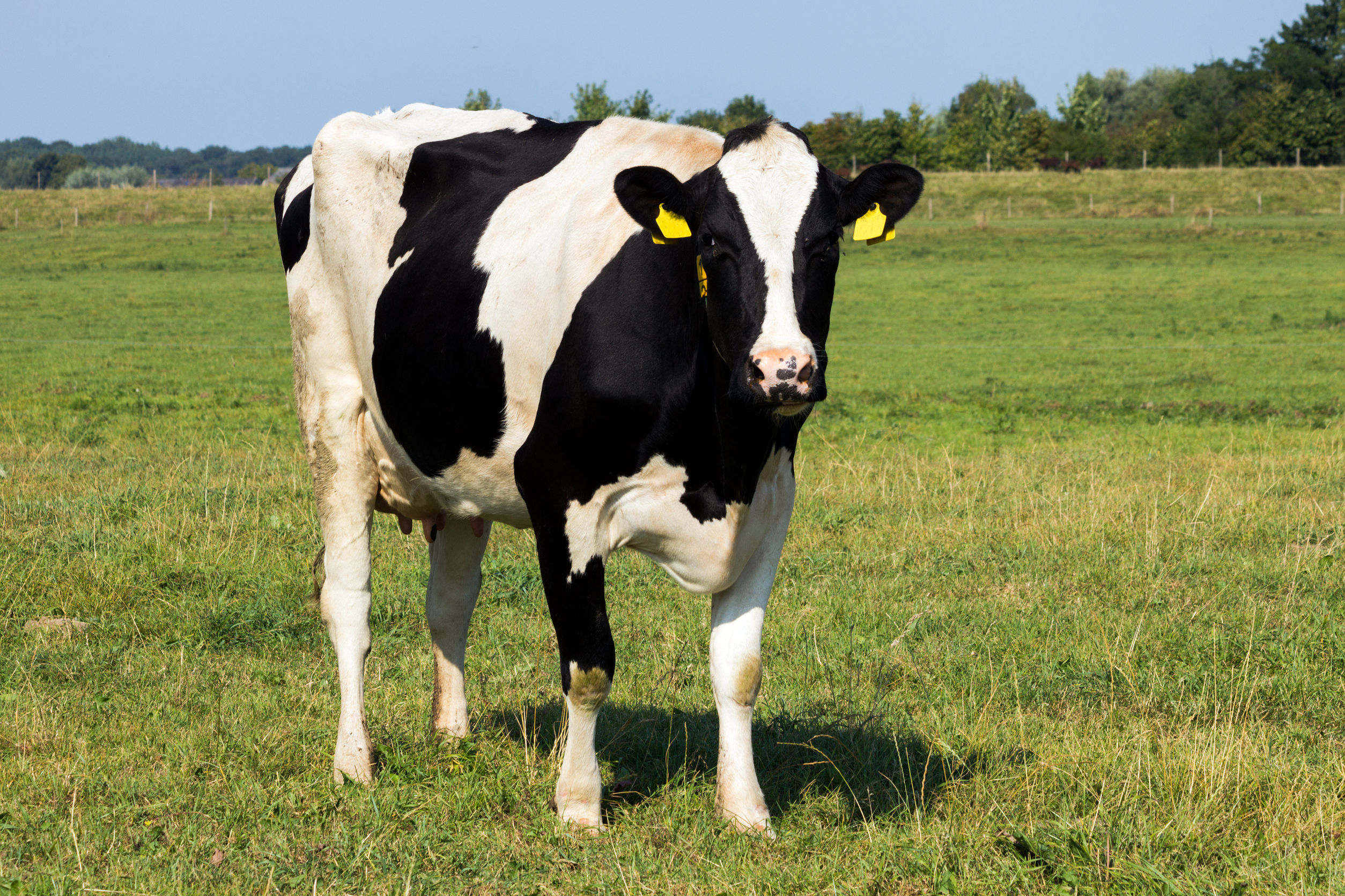 Risk of iatrogenic damage to the sciatic nerve in dairy cattle - inFOCUS