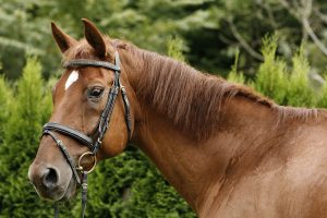 portrait of a horse