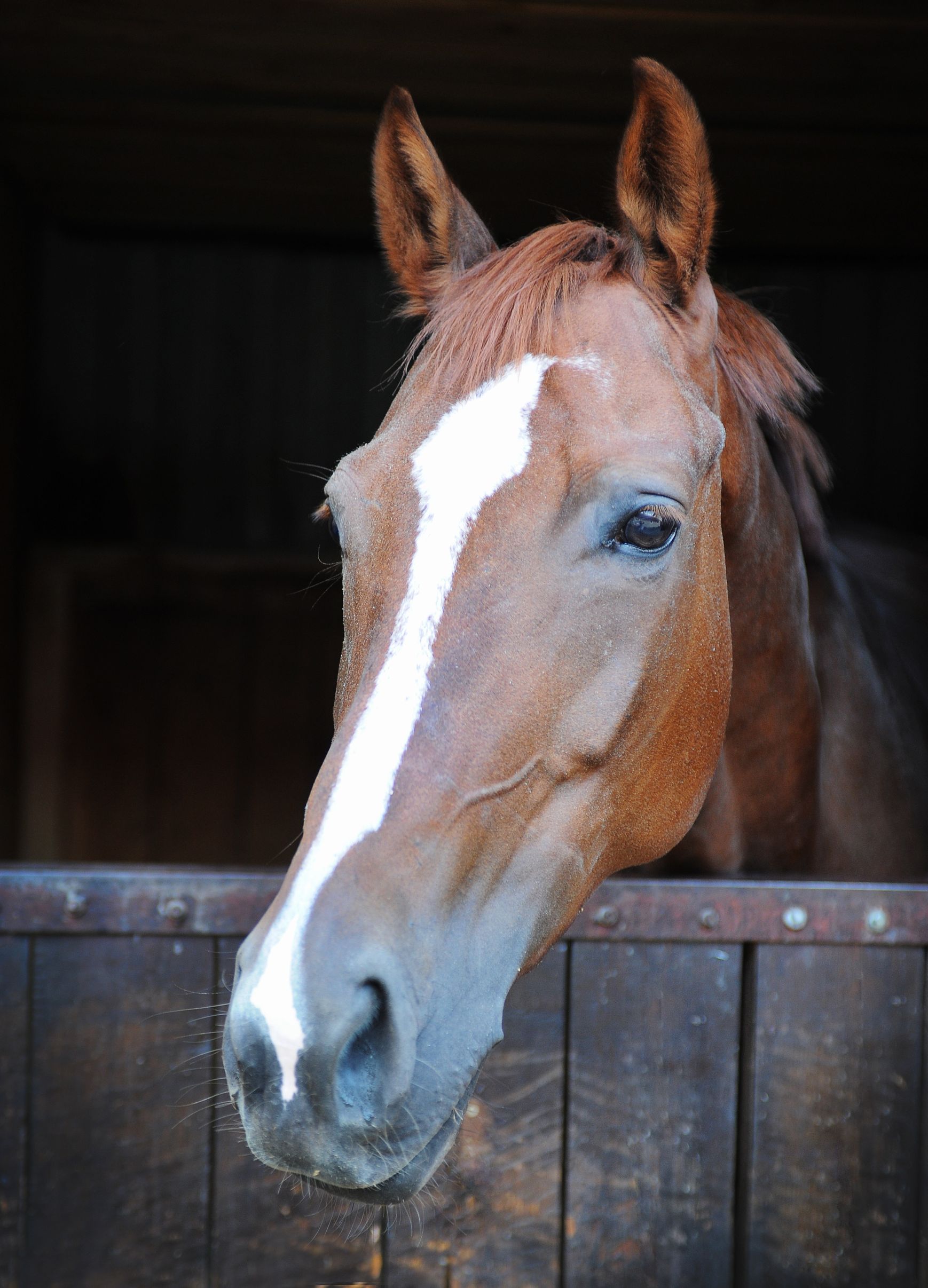 horse closeup