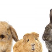 set of rodents, rabbit and guinea pig