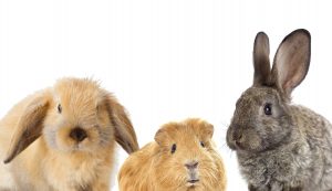 set of rodents, rabbit and guinea pig