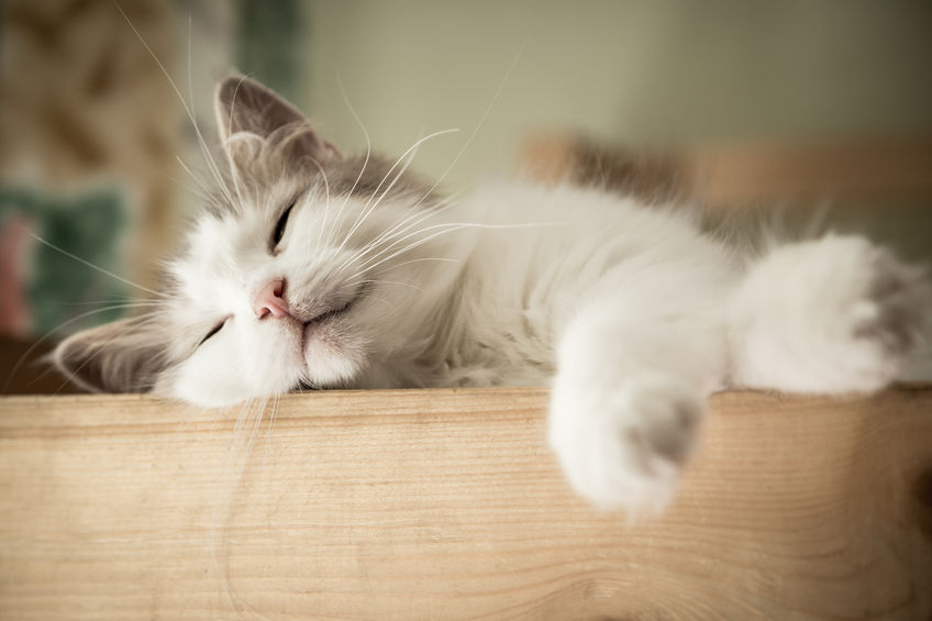 closeup portrait of sweet sleep white cat