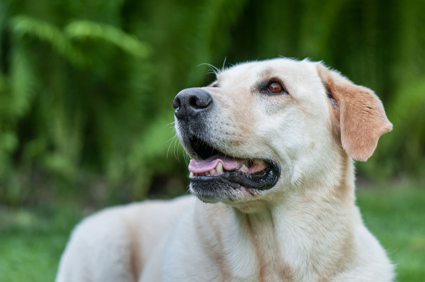 portrait of a golden retriver on a blurry green background