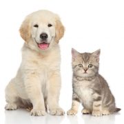 Cat and dog together in front of white background
