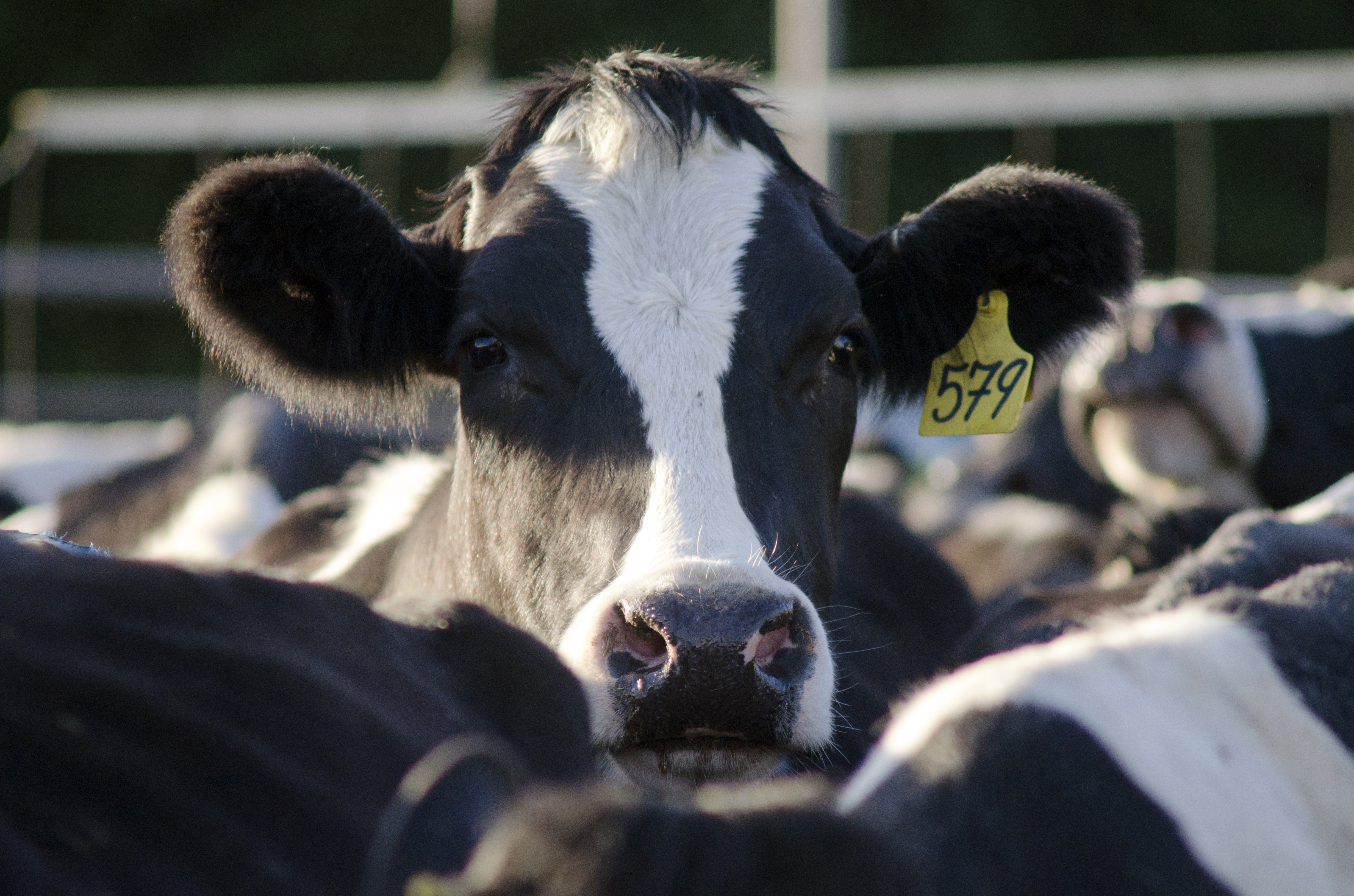 a cow in field