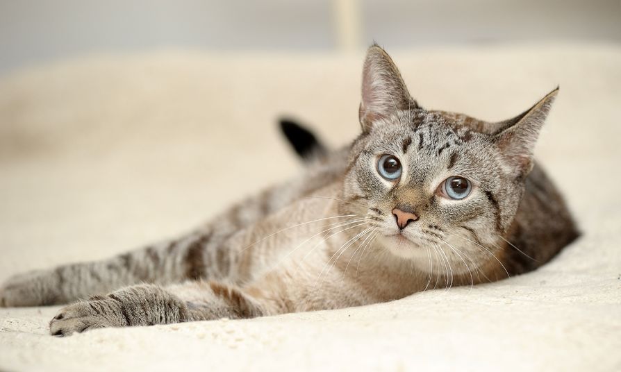 cat with blue eyes