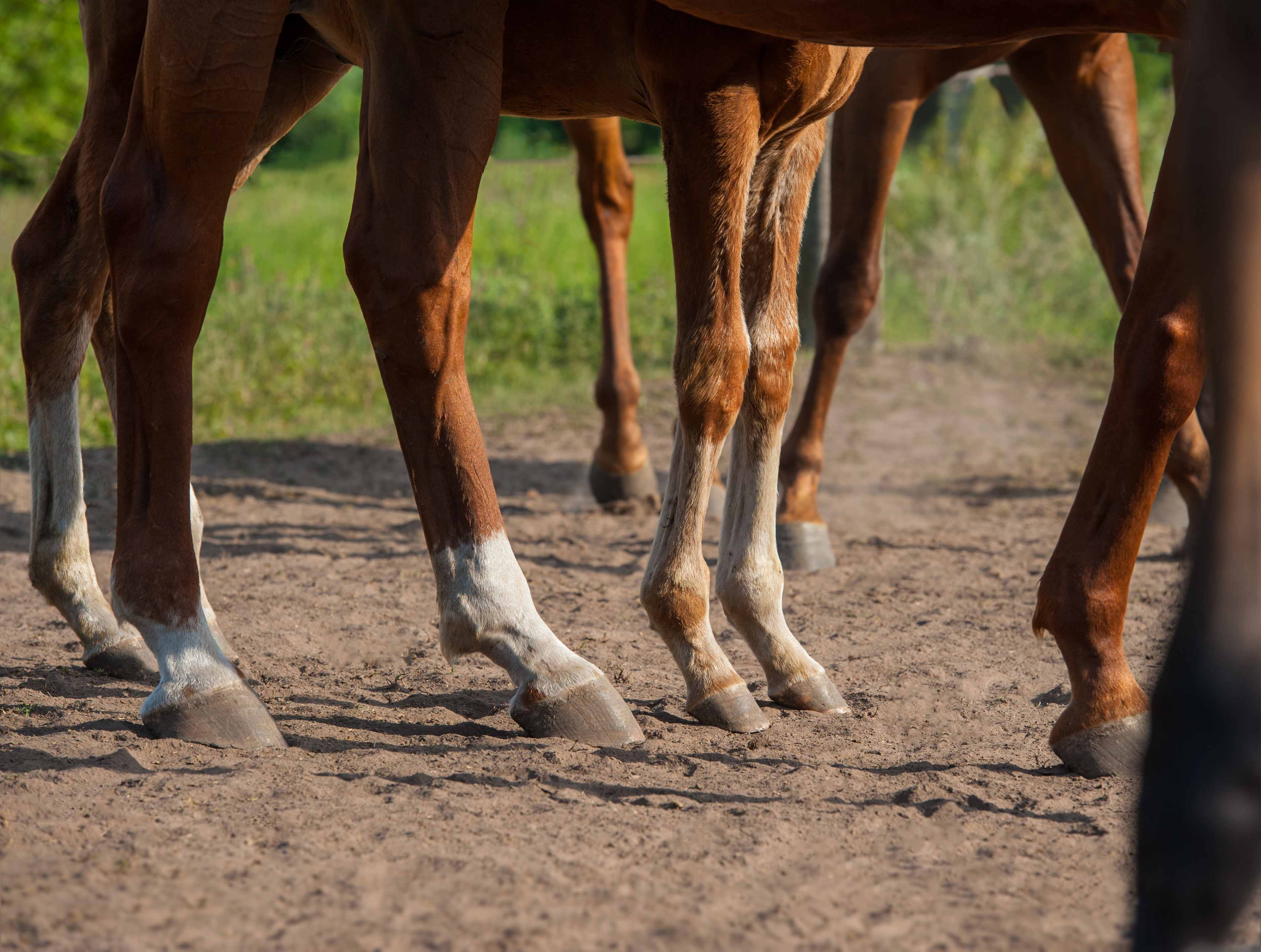 horses' feet