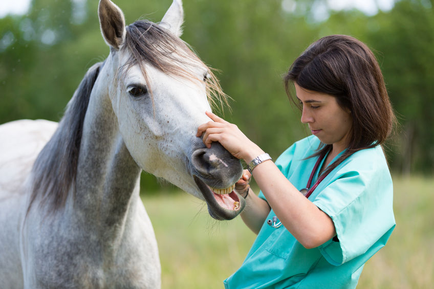 vet performing a scan to a horse