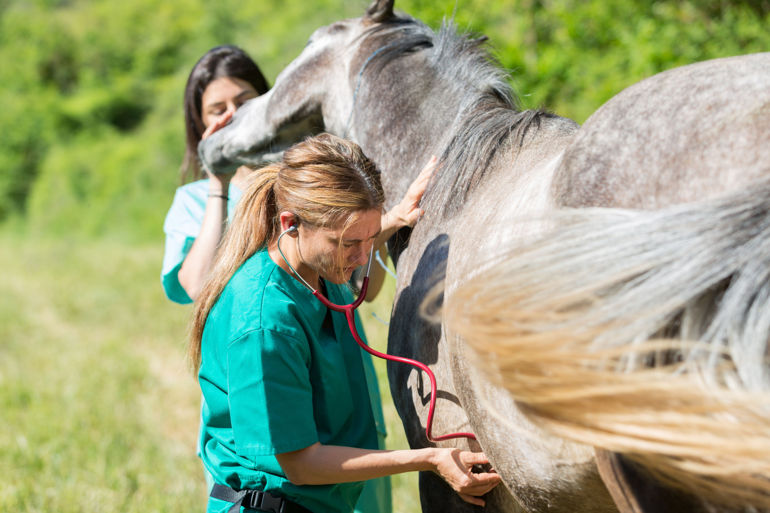 vet performing a scan to a horse