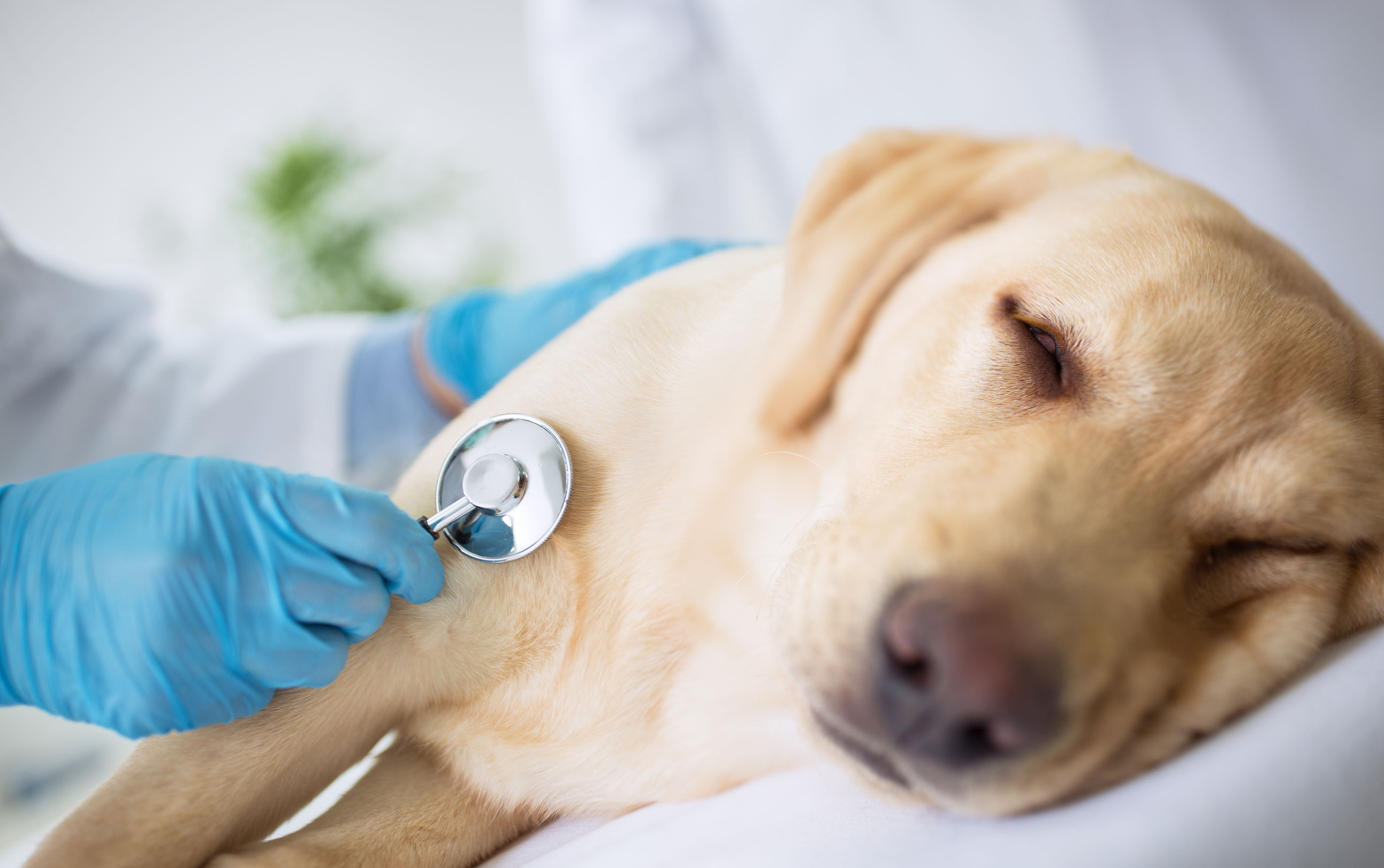 vet examination of a sick dog