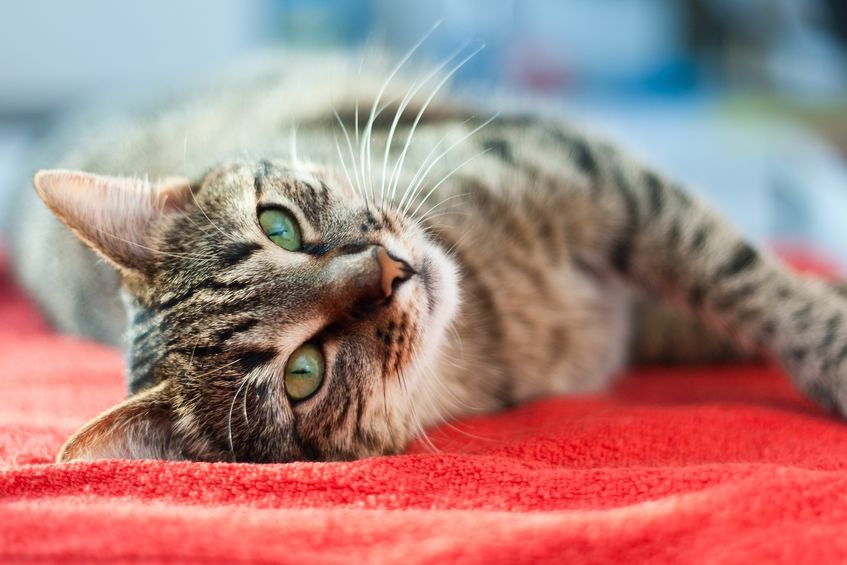 cute cat relaxing on a bed