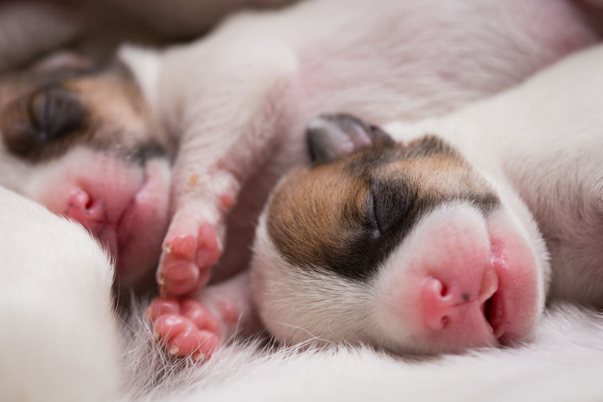 newborn puppies breed jack russel terrier sleeping