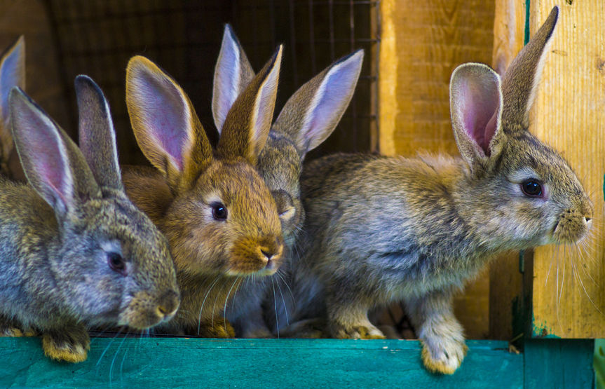 Rabbits on a farm