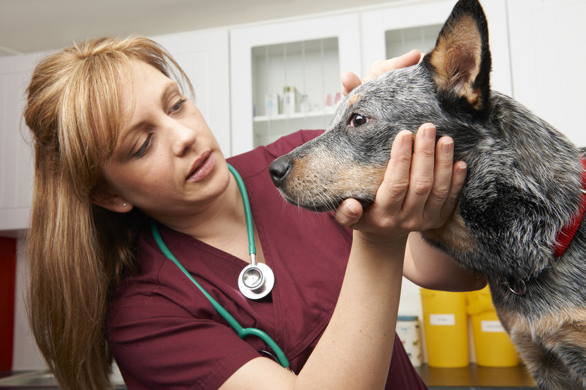 Female Vet Examining Dog In Surgery
