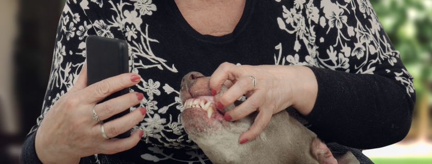 Owner photographs dogs teeth for televeterinary