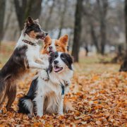 Border collie dogs playing in the park