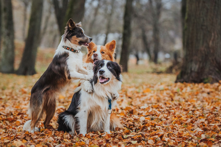 Border collie dogs playing in the park