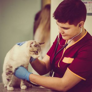 Cat check up by veterinarian