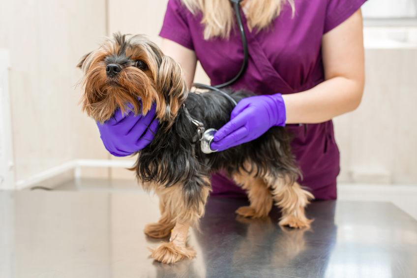Vet in the clinic examine with stethoscope a dog breed Yorkshire terrier