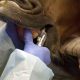 Vet examine horse's teeth