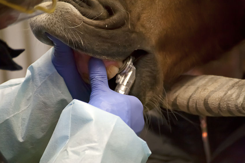 Vet examine horse's teeth