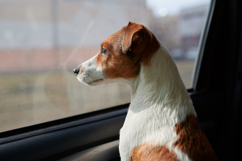 Dog Jack Russell Terrier looks curiously at the car window