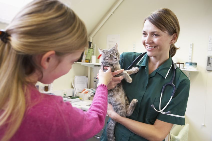 cat examination by vet