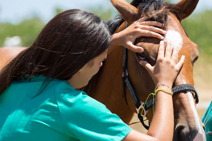 Vet examine horse eye