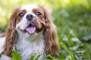 Cavalier Charles Spaniel dog