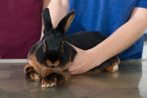 Vet examine rabbit in clinic