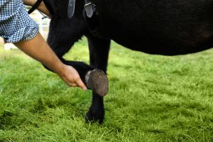 Vet examine horse hoof