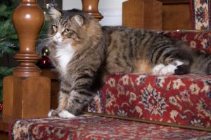 cat on the stairs