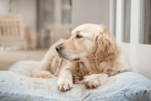 A Golden Retriever lying on a bed