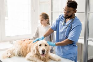 Vet examining a dog in a clinic