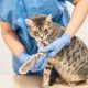 Veterinarian doctor examining the leg of a cat