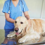 Dog lying on table in vet clinic