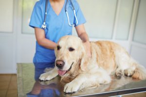 Dog lying on table in vet clinic