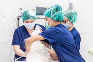 Vets operating on a dog
