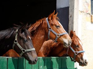 Horses in a barn